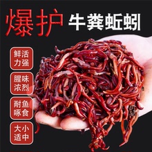 活饵盒装牛粪红蚯蚓蚯蚓活体钓鱼鱼饵鲫鱼鲤鱼酒米通杀野钓饵料