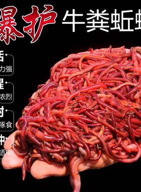 鲜活蚯蚓红虫垂钓打窝饵料鲫鲤