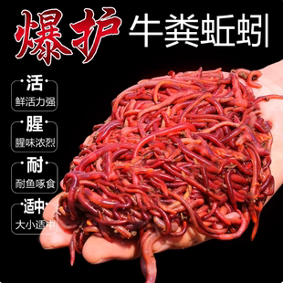蚯蚓活饵鲜活红虫垂钓鱼饵料鲫鱼鲤鱼野钓黑坑鱼料打窝料鱼食d