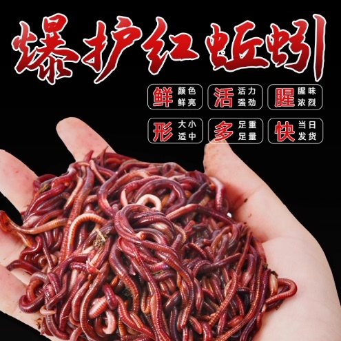 蚯蚓活饵鲜活红虫垂钓鱼饵料鲫鱼鲤鱼野钓黑坑鱼料打窝料鱼食通杀