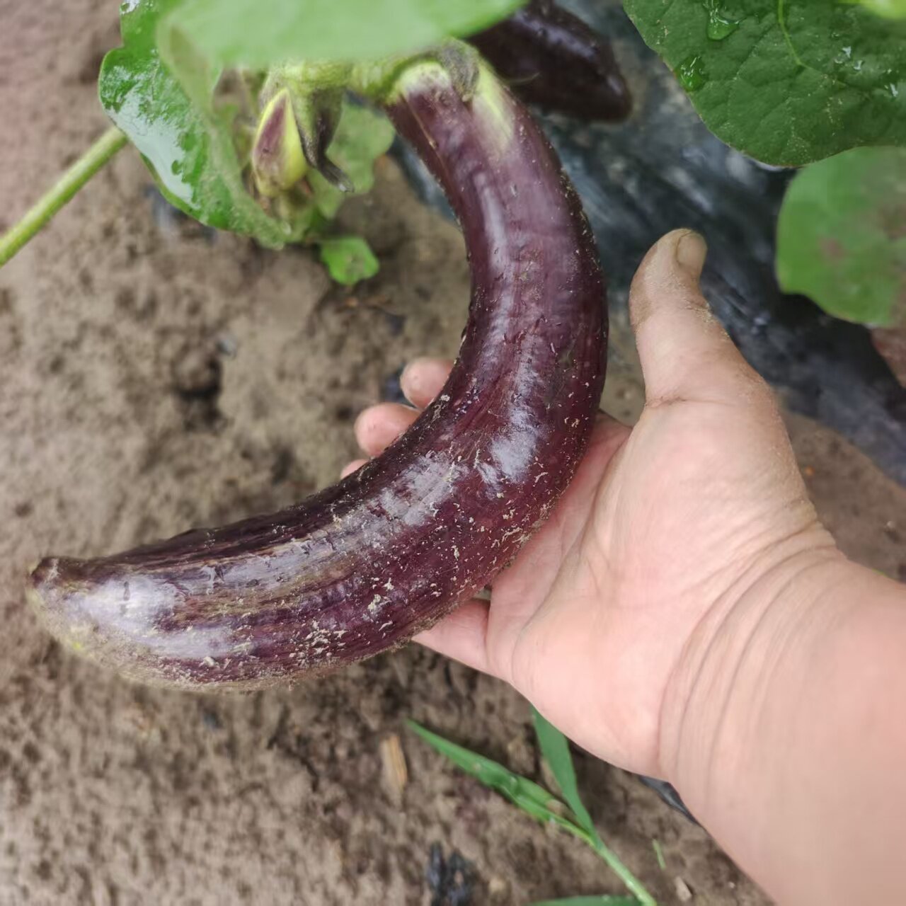 东北农家自产小园蔬菜花茄子绿茄子新鲜时令当季蔬菜