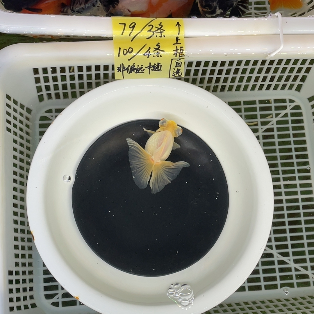 球体翻翘玉蝶8.5-9