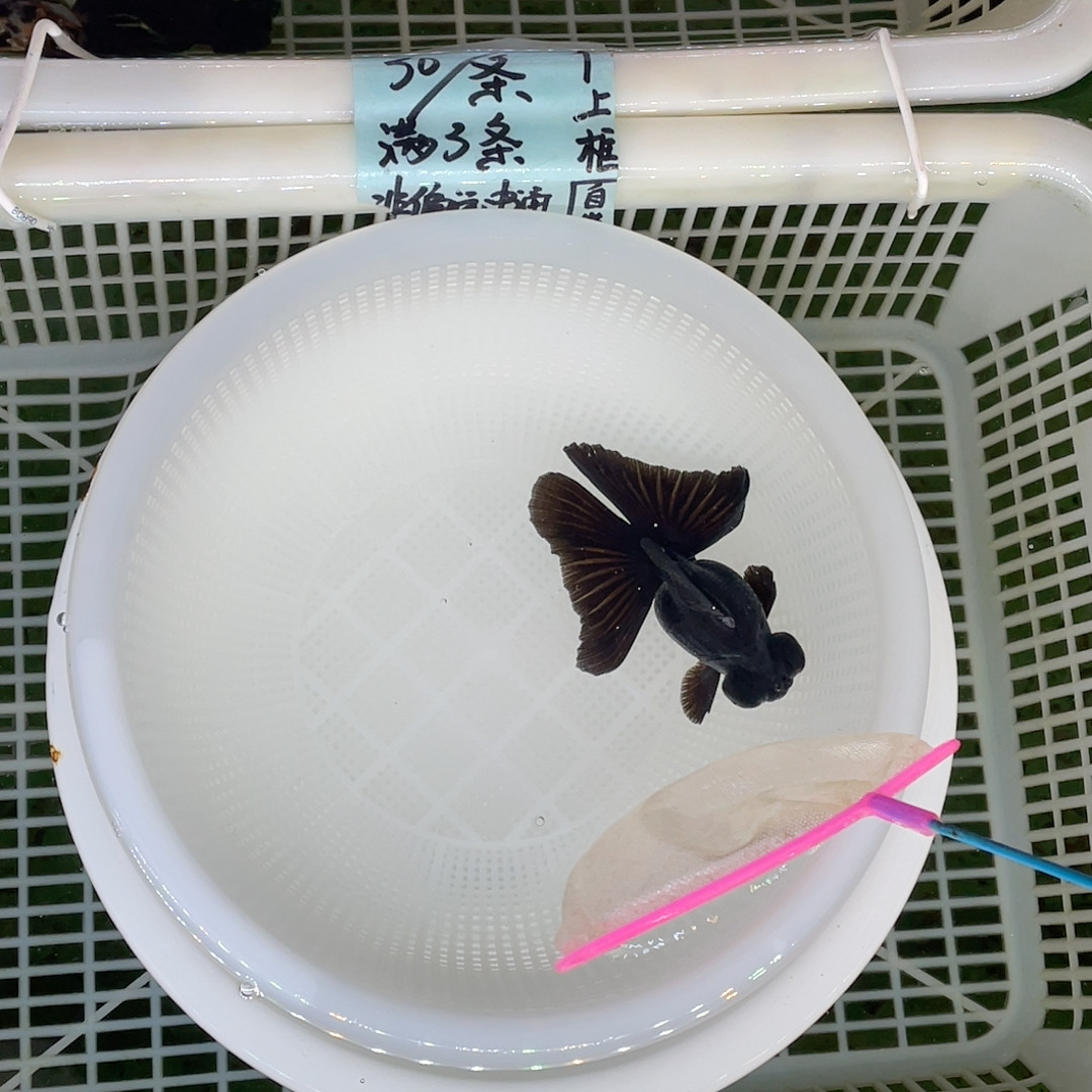 球体翻翘黑蝶9公分,宠物/宠物食品及用品,鱼,淘宝优惠券,粉丝福利购,淘宝优惠卷