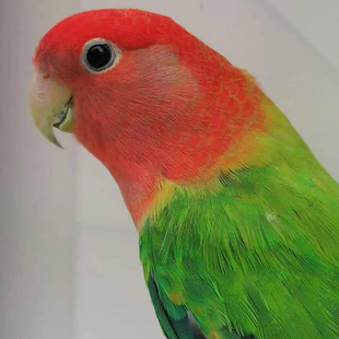 粘人 手养桃脸牡丹鹦鹉饲养指导 健康玄凤鹦鹉 宠物鸟指导服务