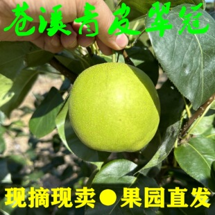 【四川苍溪套袋青皮翠冠梨】蜜梨六月雪黄金梨雪梨当季新鲜水果