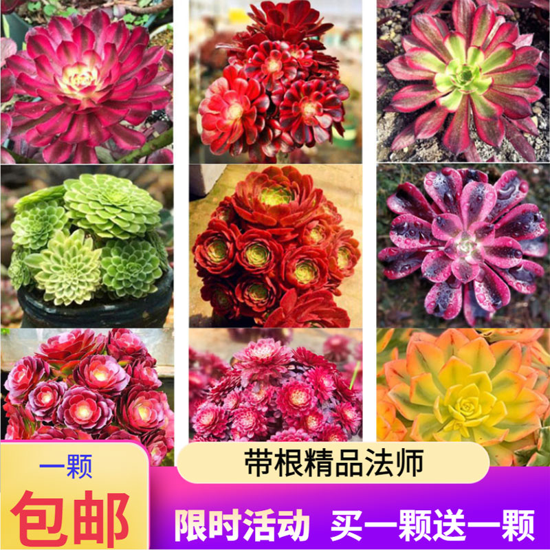 法师系多肉植物红覆轮万圣节翡翠冰嘉年华铜壶紫羊绒美杜莎满包邮-封面