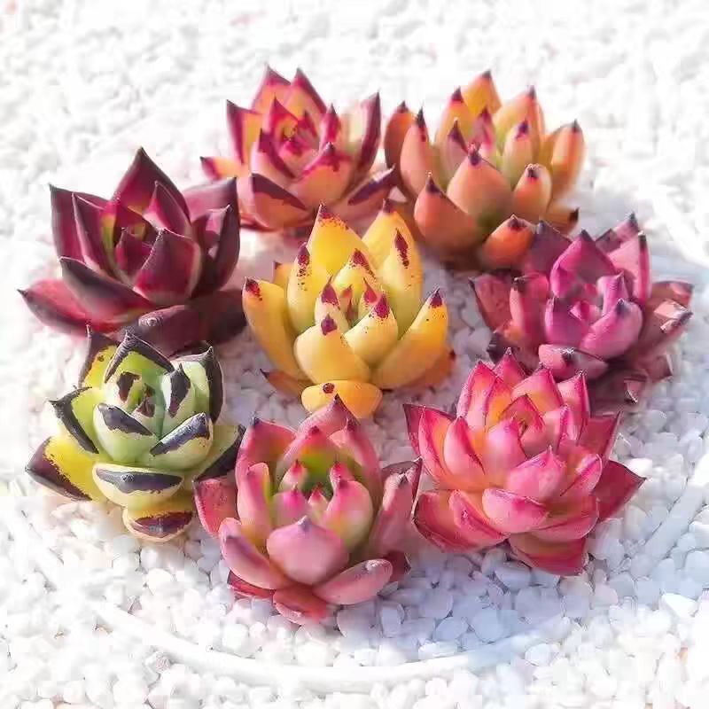 精品多肉植物乌木冬云桃蛋橙梦露冰玉新手肉肉盆栽包邮颜色会变化