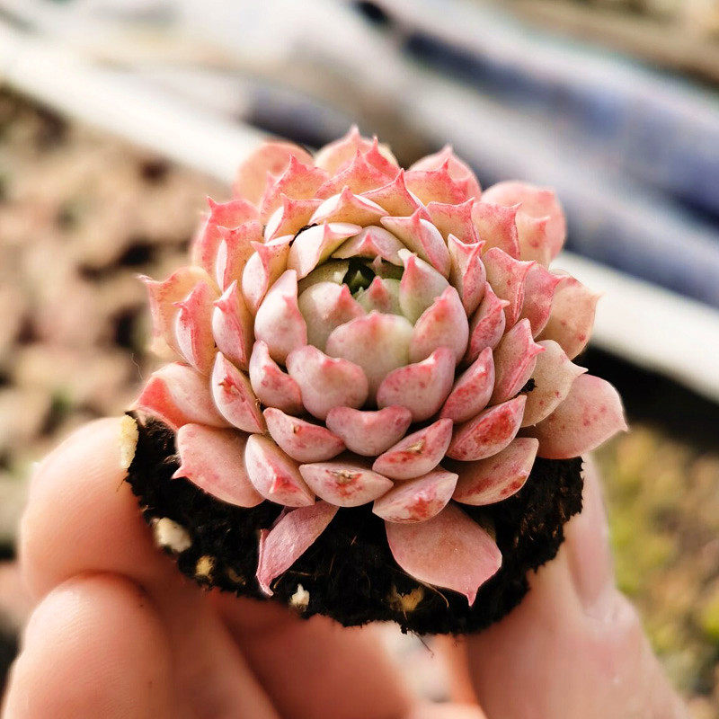 多肉植物朱砂痣 防辐射吸甲醛办公室组合肉肉盆栽 精品肉肉