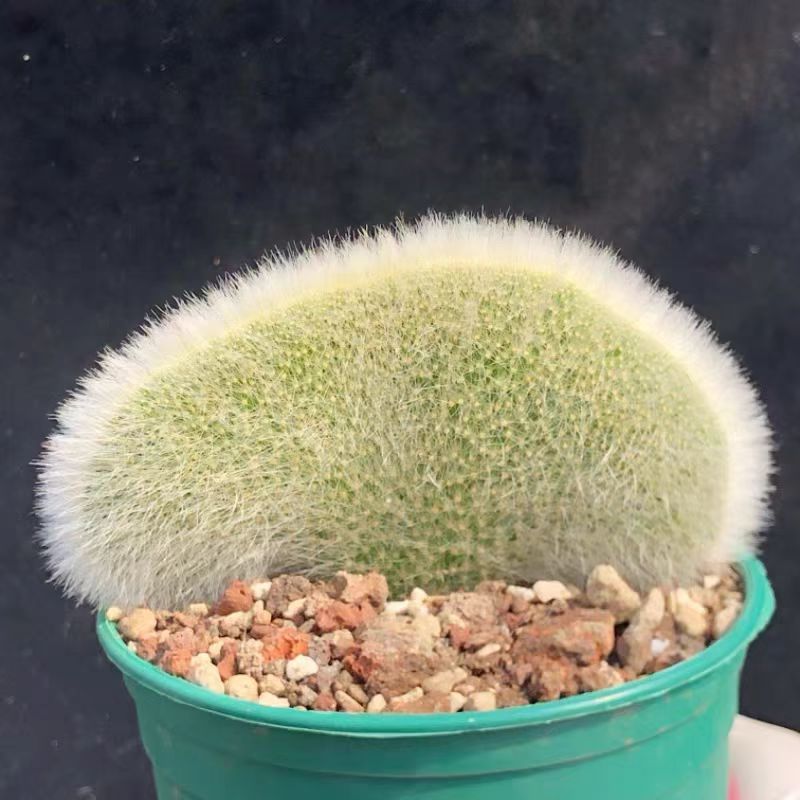 九尾狐缀化无根白毛长毛仙人球软毛多肉植物开花办公室桌面盆栽