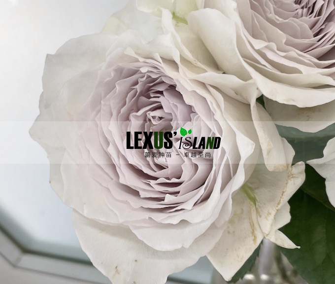 日本月季  珍珠牛奶 神颜灰紫 淡香 网红品种 长势旺盛 开花机器