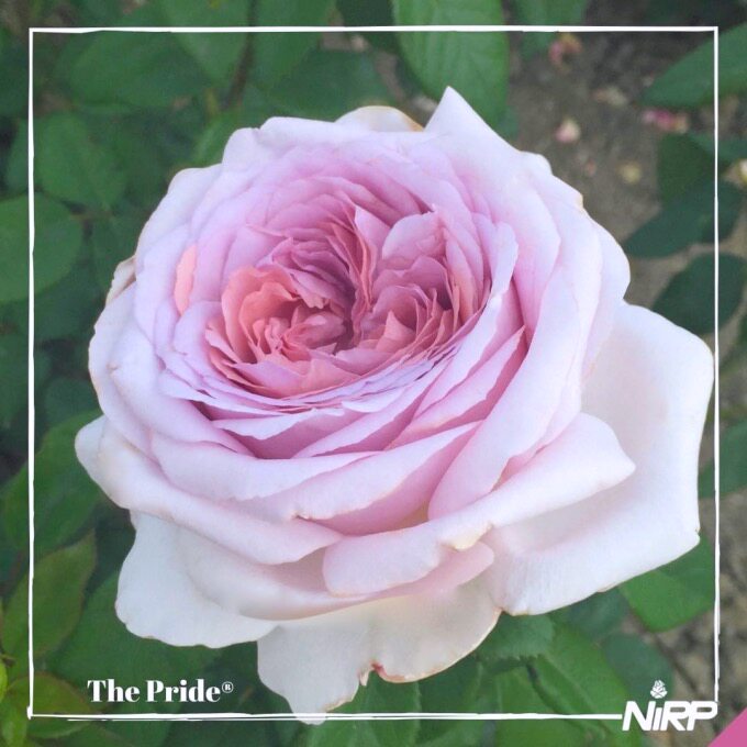 法国月季 荣耀 蓝紫色大花 直立 强壮 浓香 四季花 尼普作品