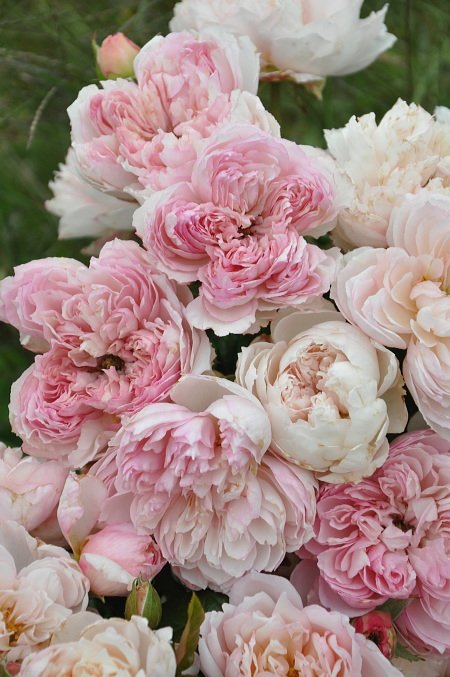 450_677竖版 竖屏