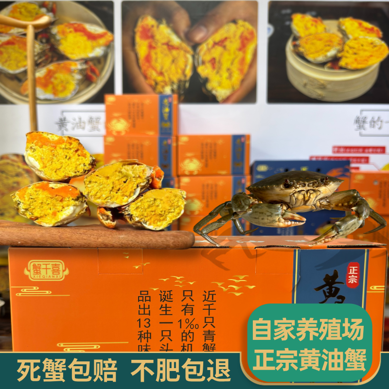 正宗黄油蟹鲜活海鲜水产二级膏油黄油蟹（四种规格）大母青蟹送礼