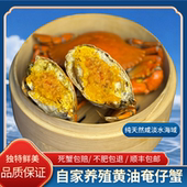 包邮 只 5两 广州南沙黄油蟹奄仔鲜活送达海鲜水产特大螃蟹处女蟹3
