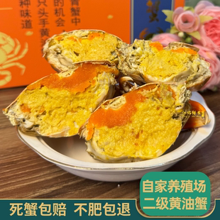 正宗黄油蟹膏油黄油蟹鲜活海鲜特大只青蟹全母蟹蟹场源头包活到家