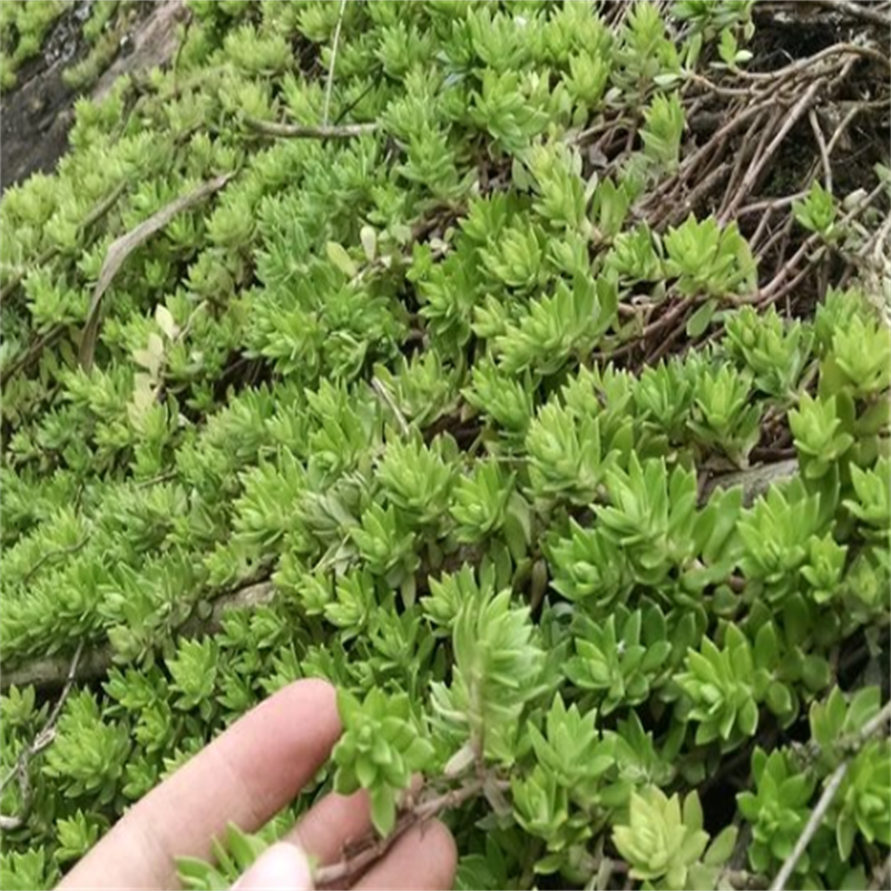 正宗垂盆草中药材/可食用/有机无农药包活包邮,植物现摘发货