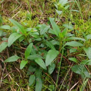 夏枯草苗夏枯球凉茶中草药新鲜夏枯草苗