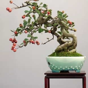 小叶山楂老桩盆景山楂树桩盆栽室内客厅办公室绿植阳台庭院