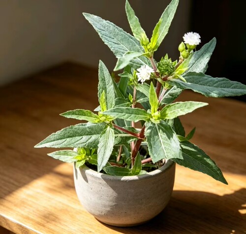 新鲜墨旱莲草黑墨草旱墨莲鳢肠草水旱莲黑发直染护发农家现采现发
