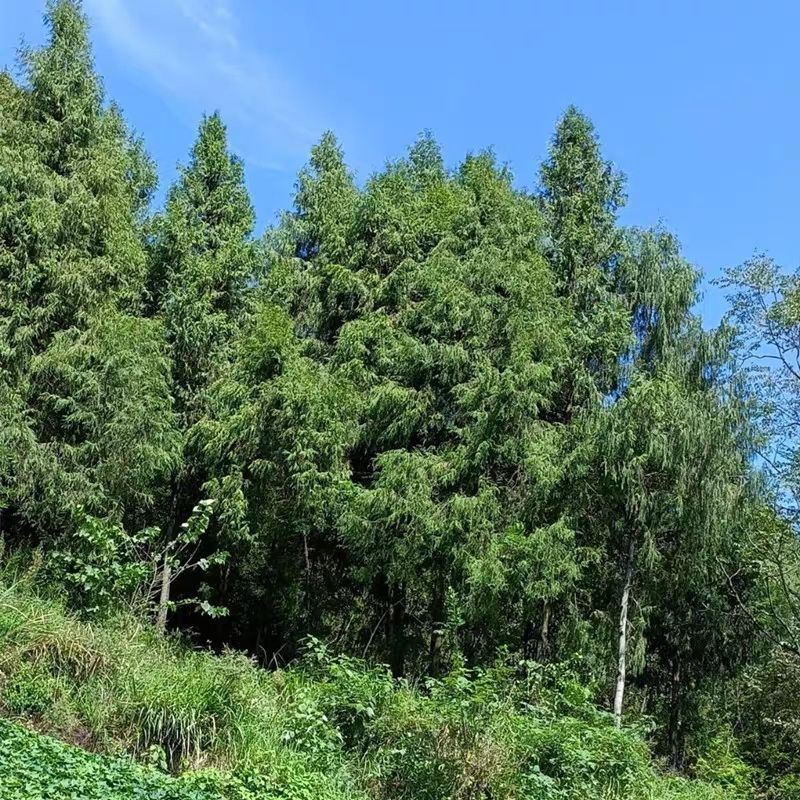 侧柏叶1斤扁柏叶中药材新鲜天然无枝洗发防脱乌发新鲜增发熏腊肉