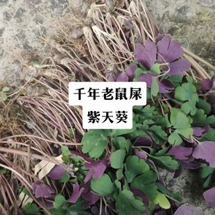 伏牛山新鲜背天葵子纯千年老鼠屎金耗子天葵根夏无踪散血球特价