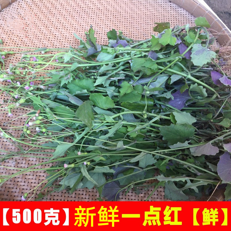新鲜一点红 中草药材 现采叶下红 红背叶 羊蹄草鲜品 包图片