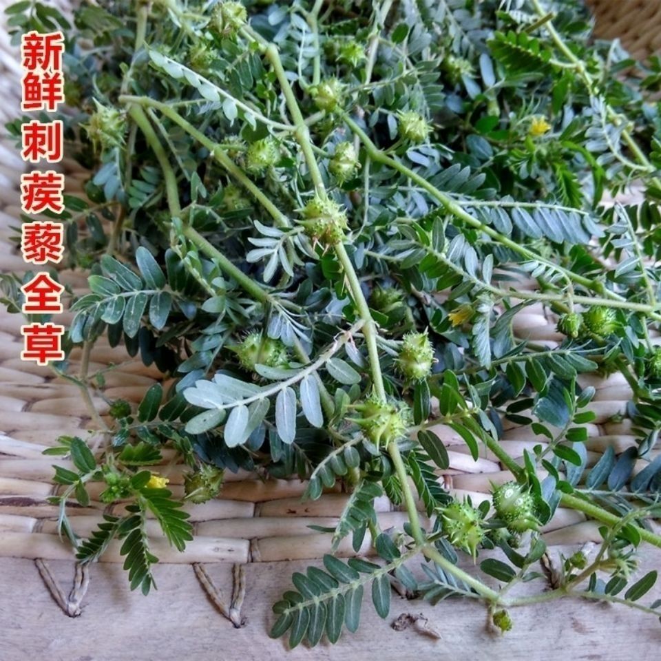新鲜现采野生中草药刺蒺藜全草白蒺藜子鲜品蒺藜秧三角刺包邮