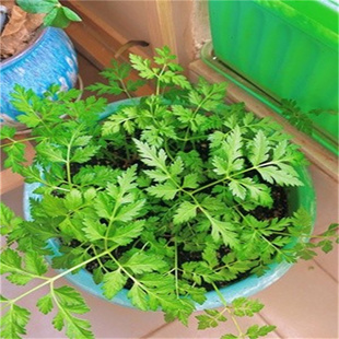 川芎苗四季阳台盆栽田地盆景种植中药材种苗秧苗现挖易活包邮