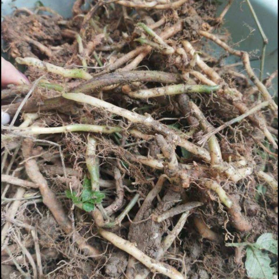 新鲜绞股蓝龙须茶特级茶七叶苦五叶甘味500包邮