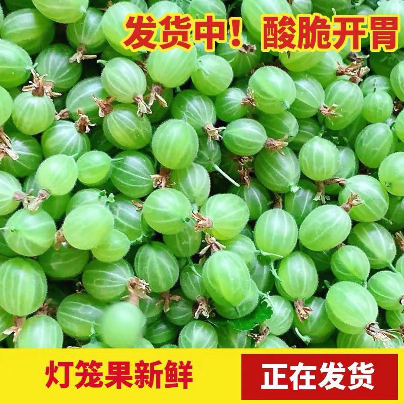 灯笼果鲜果酸子鹅梅醋栗果野生浆果酸梅洋酸梅绿刺果酸子粒包邮