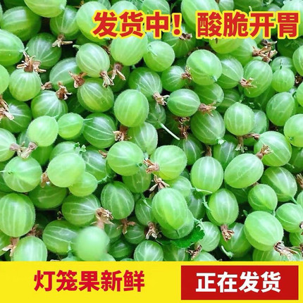 灯笼果鲜果酸子鹅梅醋栗果野生浆果酸梅洋酸梅绿刺果酸子粒包邮