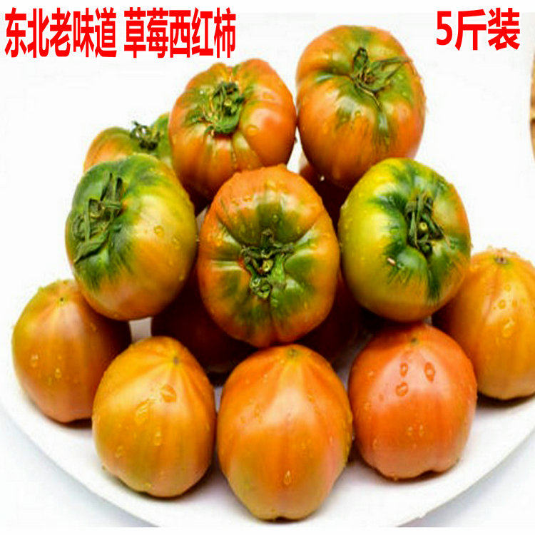 铁皮草莓柿子盘锦碱地柿子新鲜应柿子