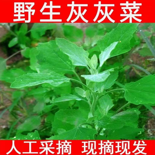 贵州安顺野生灰灰菜新鲜纯天然