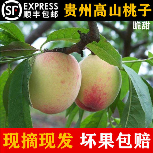 顺丰包邮贵州高山老树脆桃