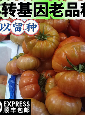 贵州马蹄番茄老品种西红柿农家种