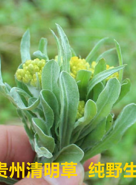 贵州本地清明草新鲜鼠曲草粑粑花佛耳草绒毛草清明头茬野菜