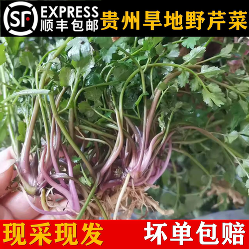 贵州野菜野芹菜小叶芹农村野菜