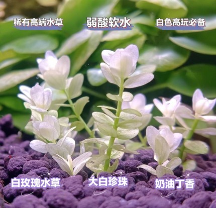 白玫瑰水草大白珍珠奶油丁香新品稀有高端水草打头草白色水草白化