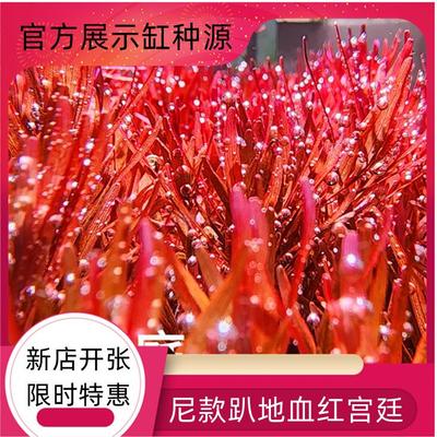 趴地前景草红草尼特利