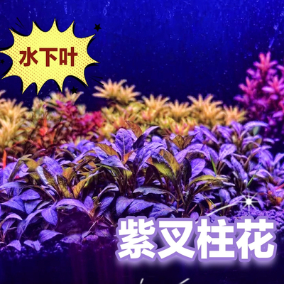 紫叉柱花阳草新品稀有荷兰景草缸