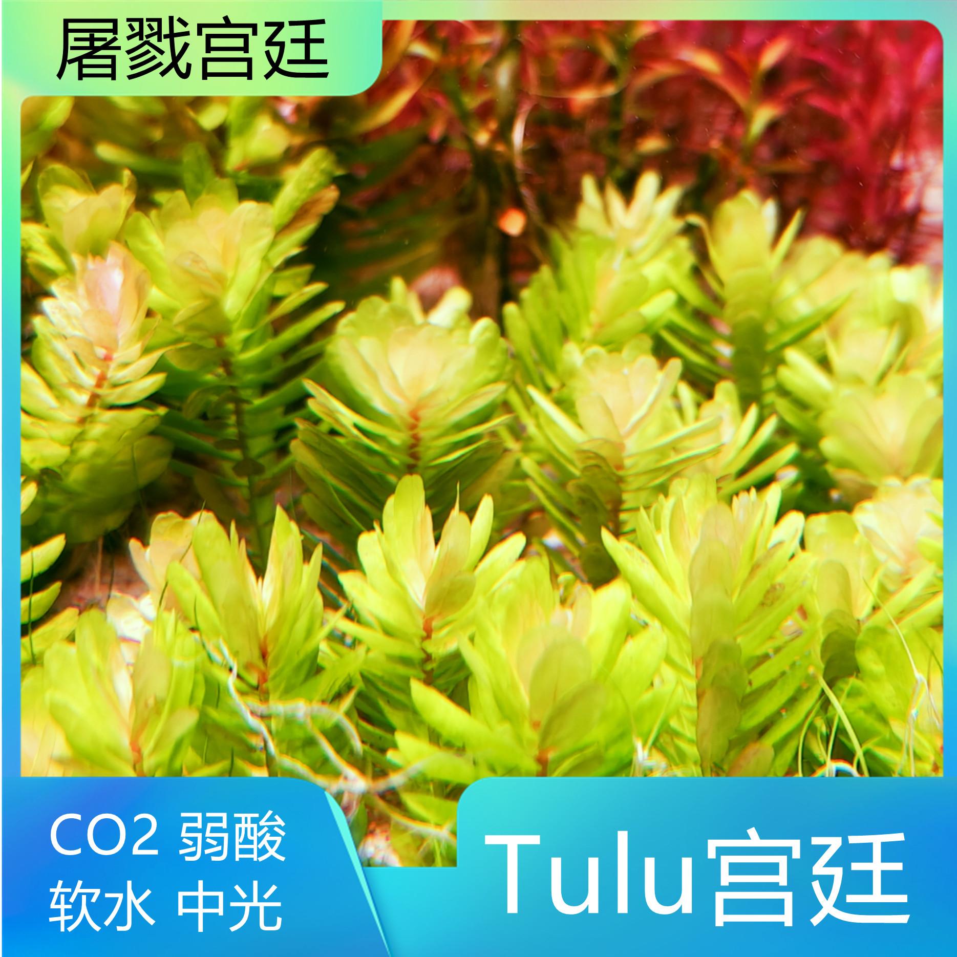 屠戮宫廷自来水养殖高端稀有