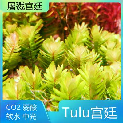 屠戮宫廷自来水养殖高端稀有