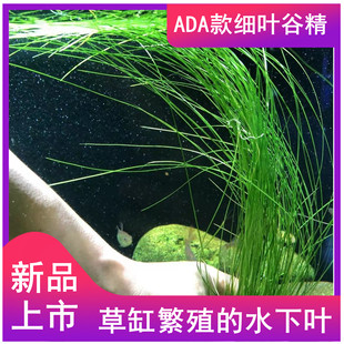 线叶谷精细叶古精ADA款飘逸后景水下叶草鱼缸草缸造景荷兰景易养