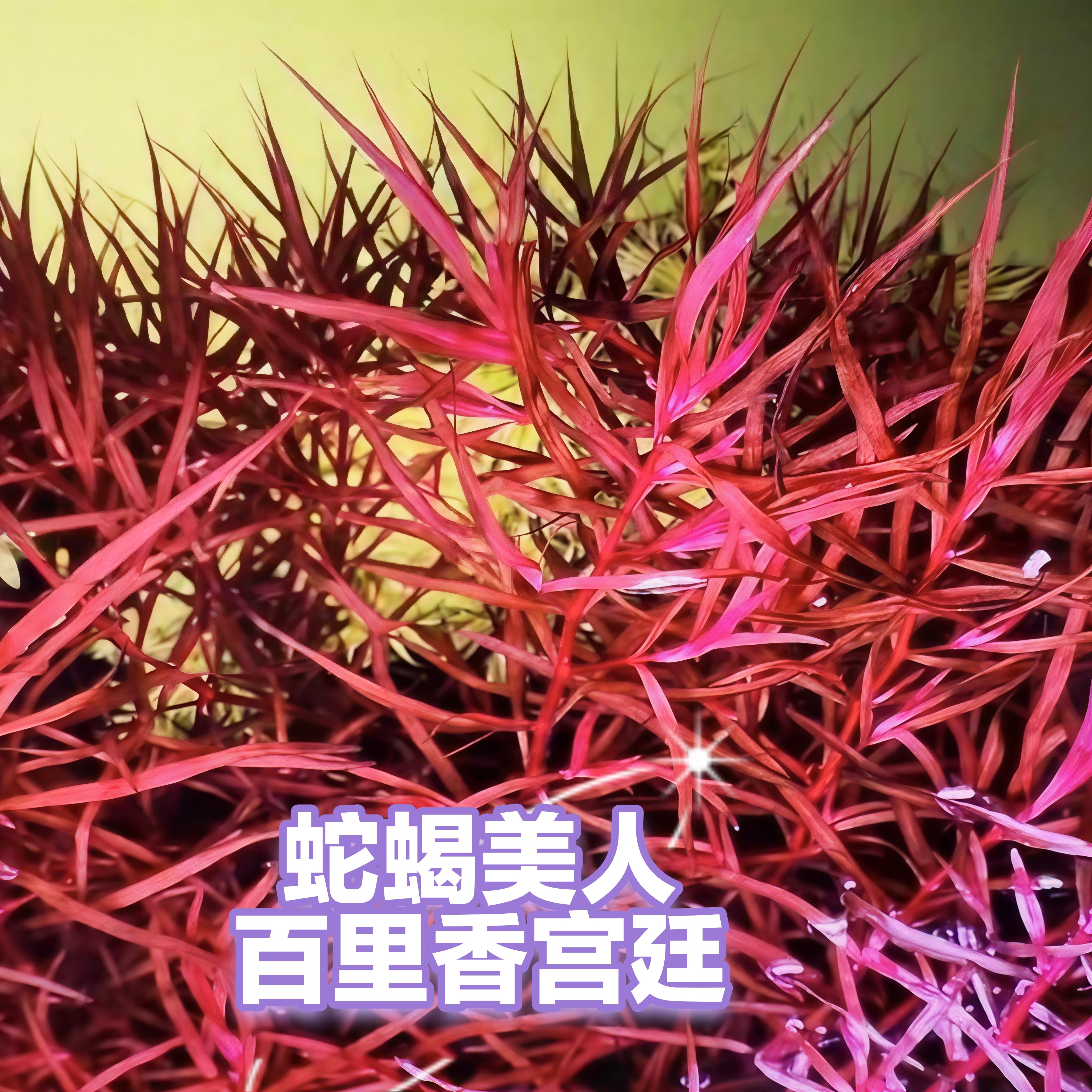 蛇蝎美人宫廷百里香宫廷宫廷水草鱼缸造景稀有高端水下叶荷兰景