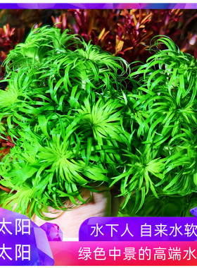 普太阳水草绿太阳长水下叶新品种高端水草