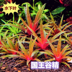 国王谷精水草水族鱼缸生态缸造景水草中景阳性发色红色