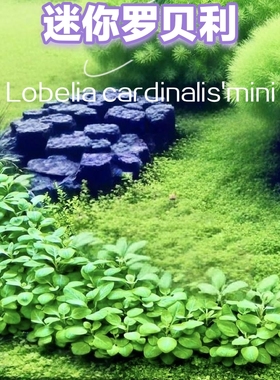 迷你罗贝利新品种绿色水草草缸中前景造景新手好养易活真水下叶