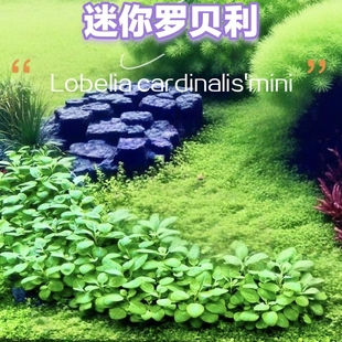 迷你罗贝利新品种绿色水草草缸中前景造景新手好养易活真水下叶