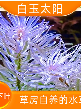 白玉太阳中景水下叶高端水草荷兰景搭配白色水草白太
