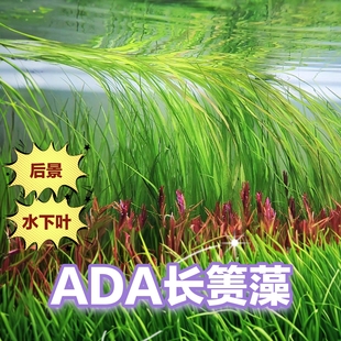 大箦藻ADA长箦藻红箦藻水下叶水草后景草鱼草缸造景高端新品稀有